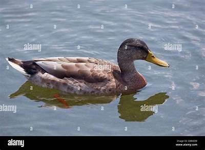 What Is an Eclipse Drake?