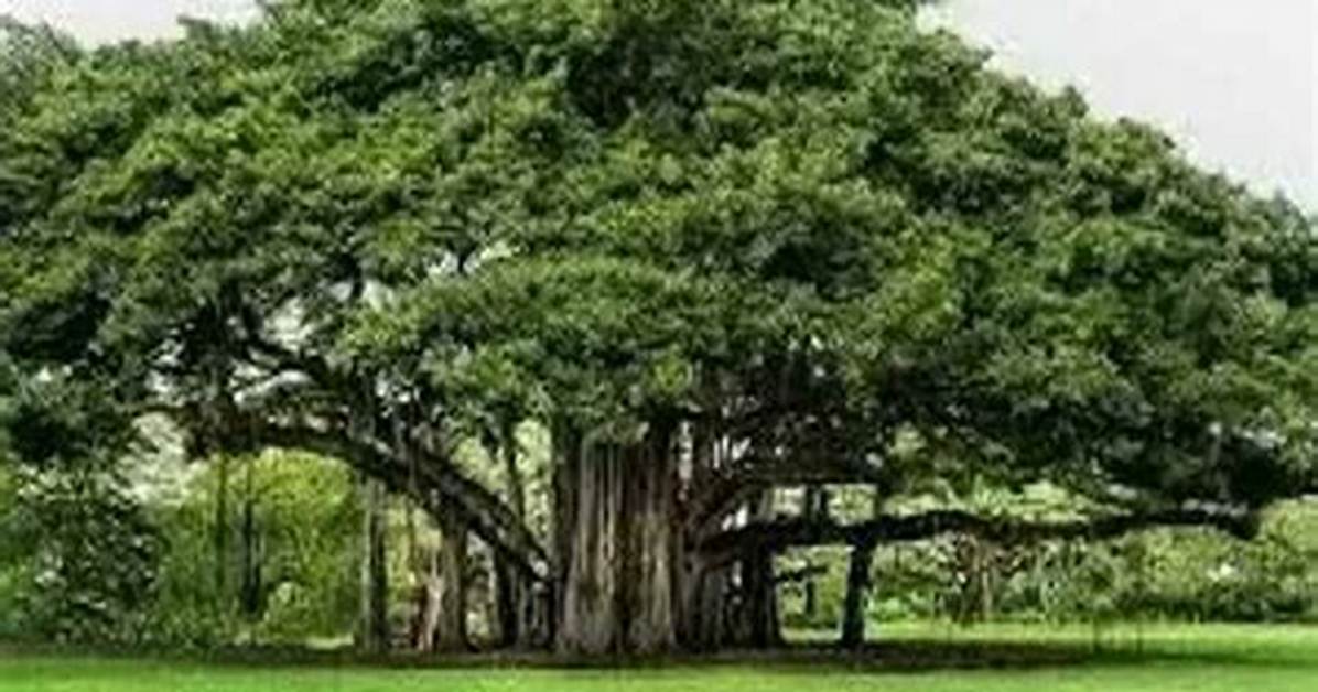 What Is an Indian Fig Tree Called?