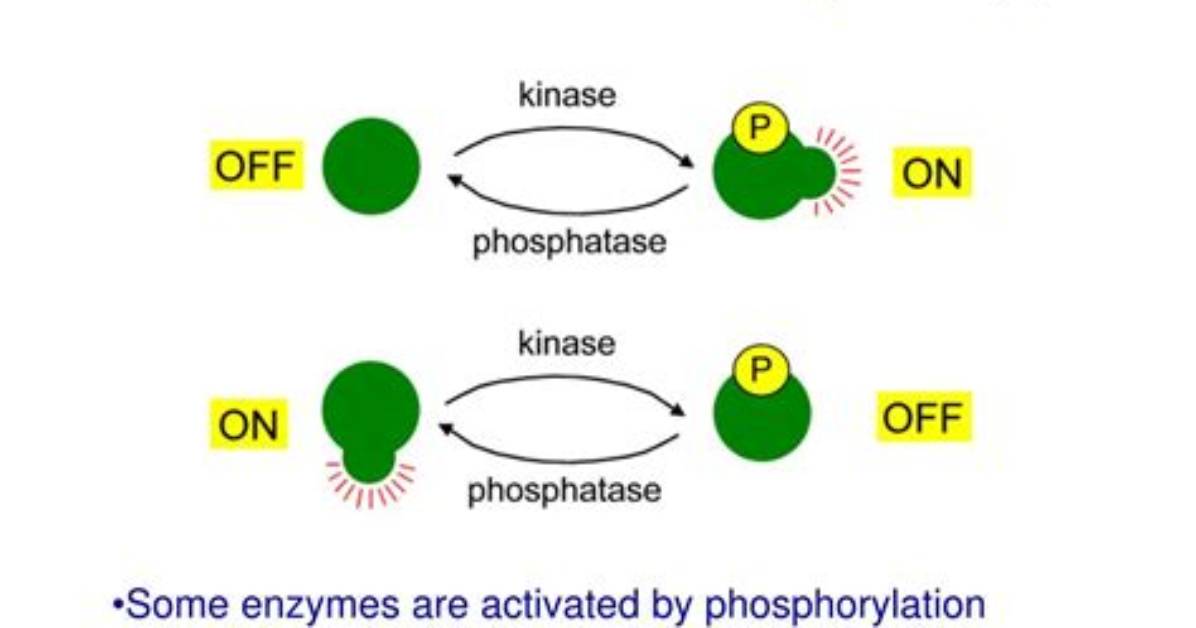 What Is Covalent Modification?
