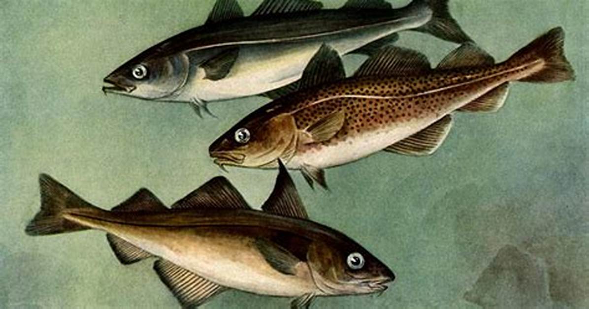 What Is Difference Between Cod and Scrod?