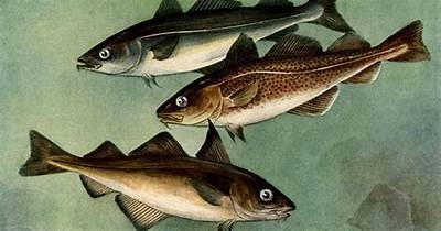 What Is Difference Between Cod and Scrod?