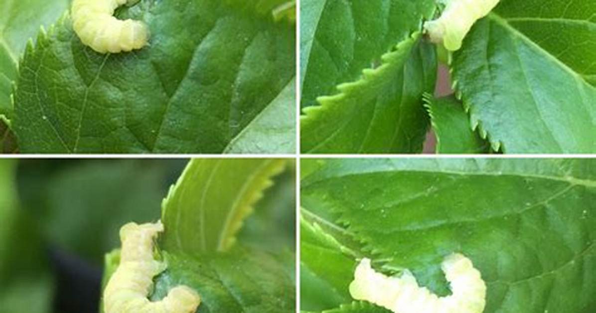 What Is Eating My Climbing Hydrangea?