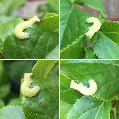 What Is Eating My Climbing Hydrangea?
