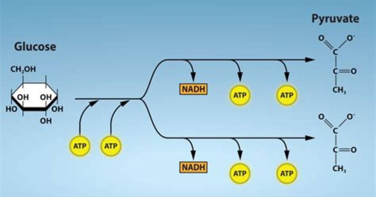 What Is Glycolysis Followed by If Oxygen Is Not Present?