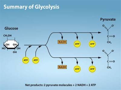 What Is Glycolysis Followed by If Oxygen Is Not Present?