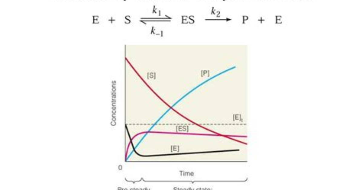 What Is Steady State Enzyme Kinetics?