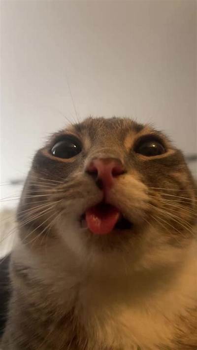 What Is the Cat Video Tiktok Song? Animal Crossing Ankha Dance Takes Over
