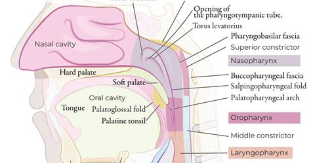 What Is the Function of the Pharyngeal Muscles in an Earthworm?