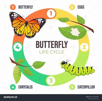 What Is the Life Cycle of a Cucumber?