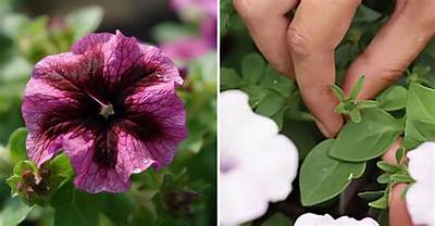 What Is the Lowest Temp for Petunias?