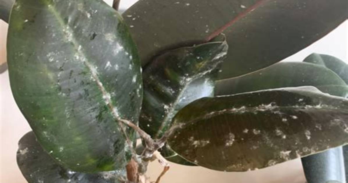 What Is the Sticky Substance on My Plant?