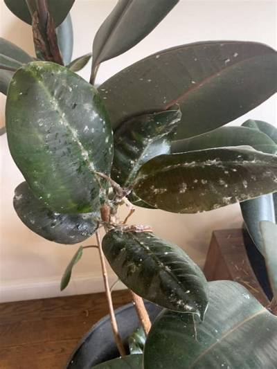 What Is the Sticky Substance on My Plant?