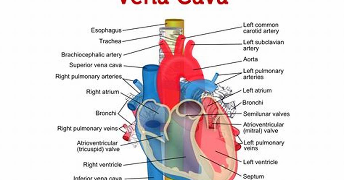 What Is Vena E Real Name?