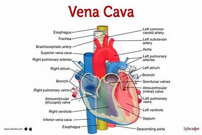 What Is Vena E Real Name?