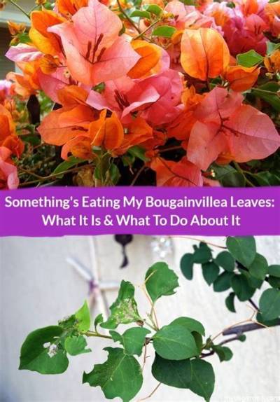 What Keeps Eating My Bougainvillea?