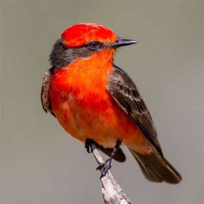 What Kind of Bird Has a Red Head and Black and White Body?