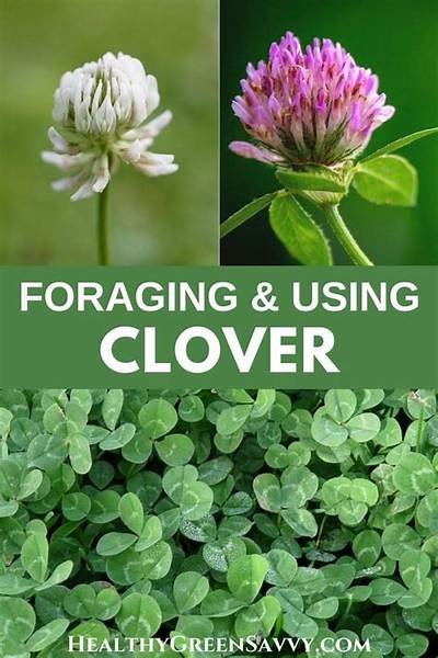 What Kind of Clover Is Edible?