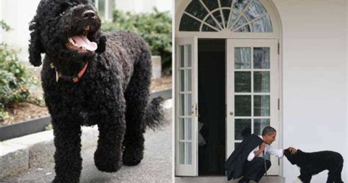 What Kind of Dog Does the President of Ireland Have?