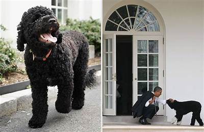 What Kind of Dog Does the President of Ireland Have?