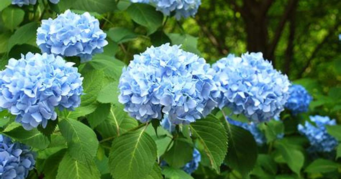 What Kind of Light Does a Hydrangea Need?