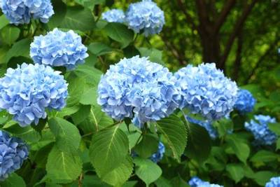 What Kind of Light Does a Hydrangea Need?