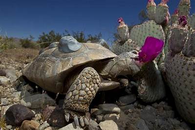 What Kind of Plants Do Desert Tortoises Eat?