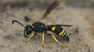 What Kind of Wasp Is Black with White Stripes?