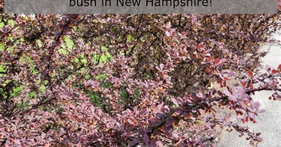 What Looks Good with Barberry?