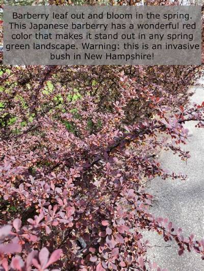 What Looks Good with Barberry?