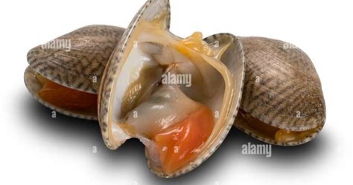 What Muscles Open and Close Clams?