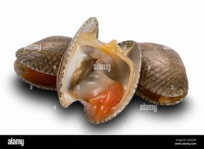 What Muscles Open and Close Clams?