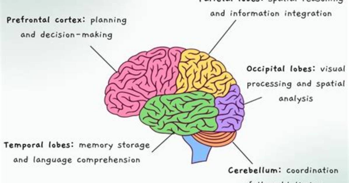 What Part of the Brain Controls Alertness and Arousal?