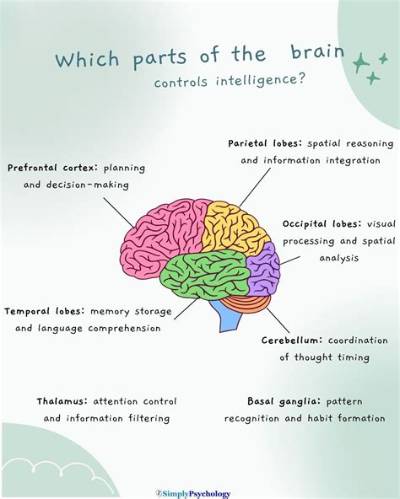 What Part of the Brain Controls Alertness and Arousal?