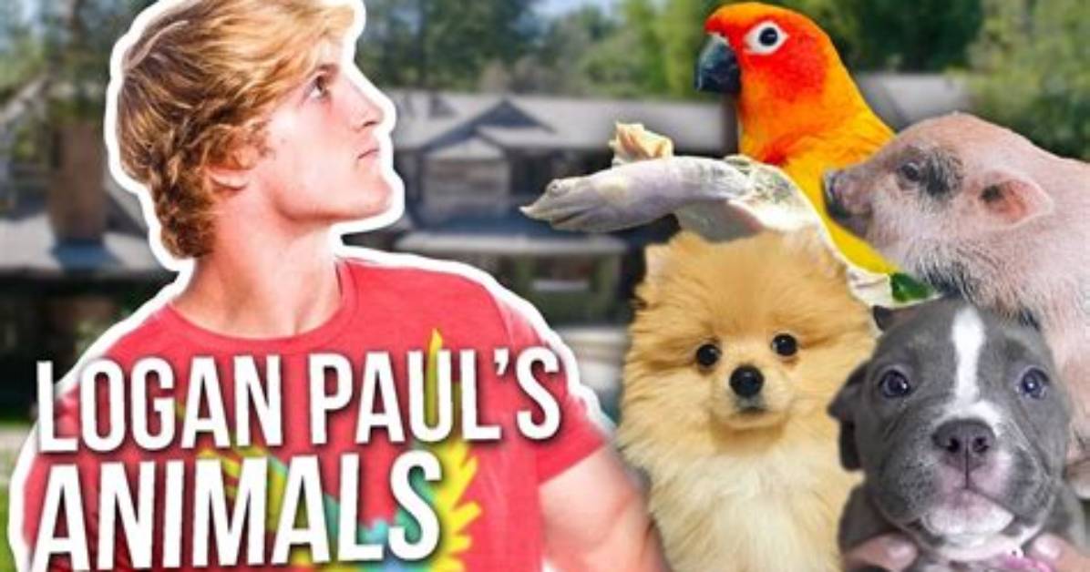 What Pets Does Logan Paul Have? Youtuber’s Pig Pearl Found Sick After Allegedly Being Abandoned