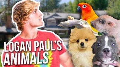 What Pets Does Logan Paul Have? Youtuber’s Pig Pearl Found Sick After Allegedly Being Abandoned