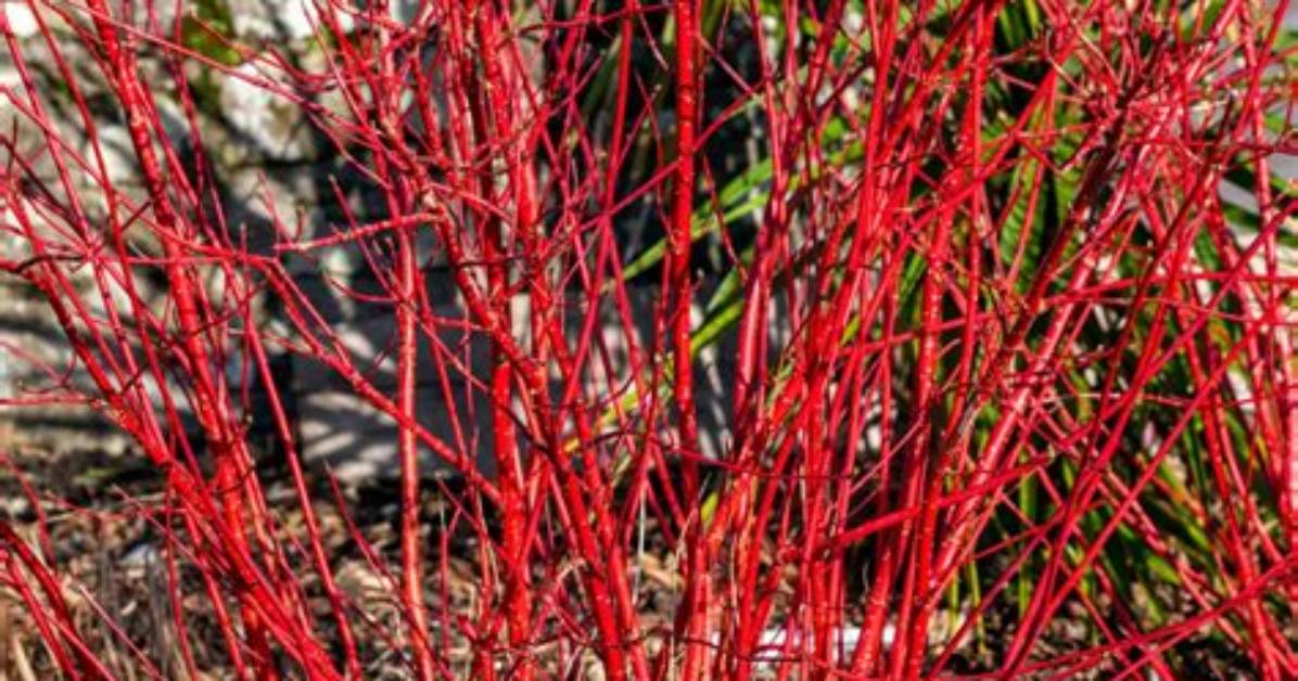 What Plant Has Red Stems and Green Leaves?