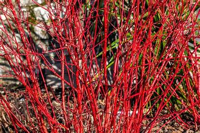 What Plant Has Red Stems and Green Leaves?