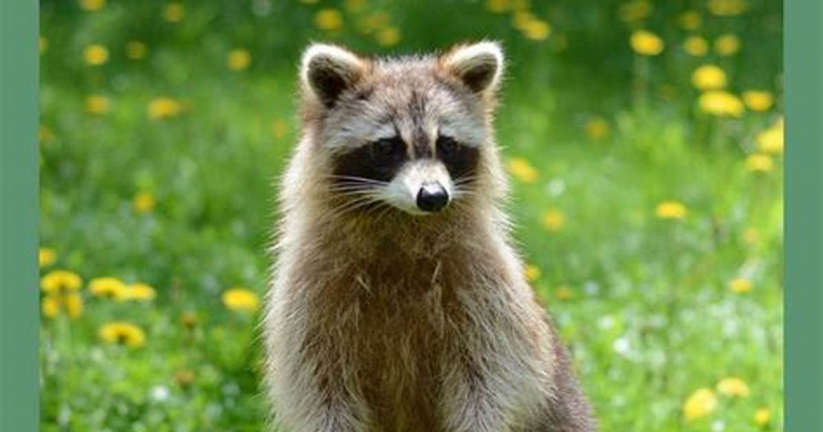 What Plants Keep Raccoons Away?