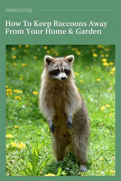 What Plants Keep Raccoons Away?