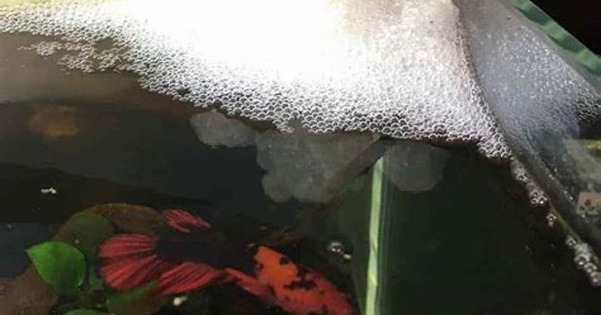 What’s a Bubble Nest for Betta?
