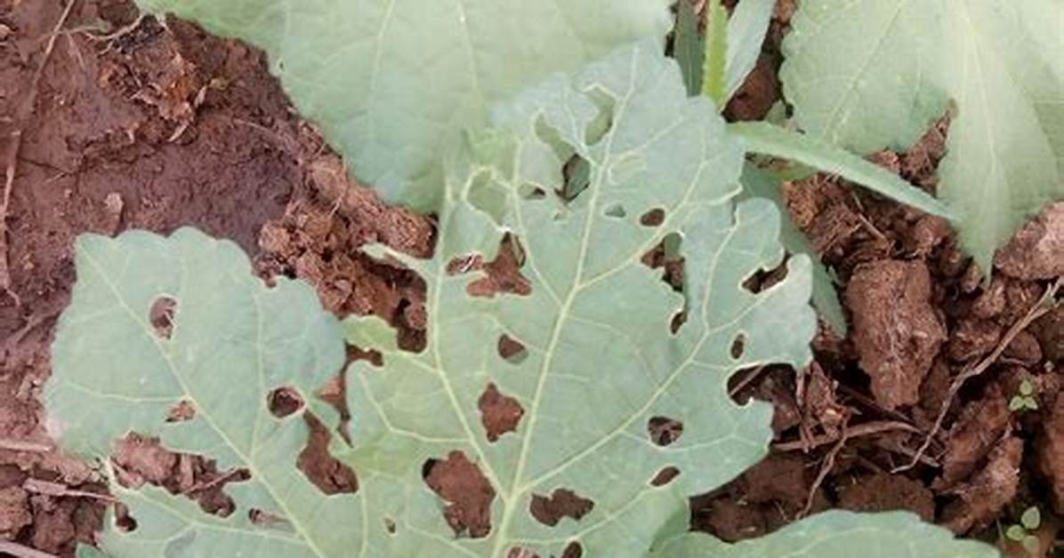 What’s Eating Holes in My Okra Leaves?