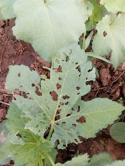 What’s Eating Holes in My Okra Leaves?