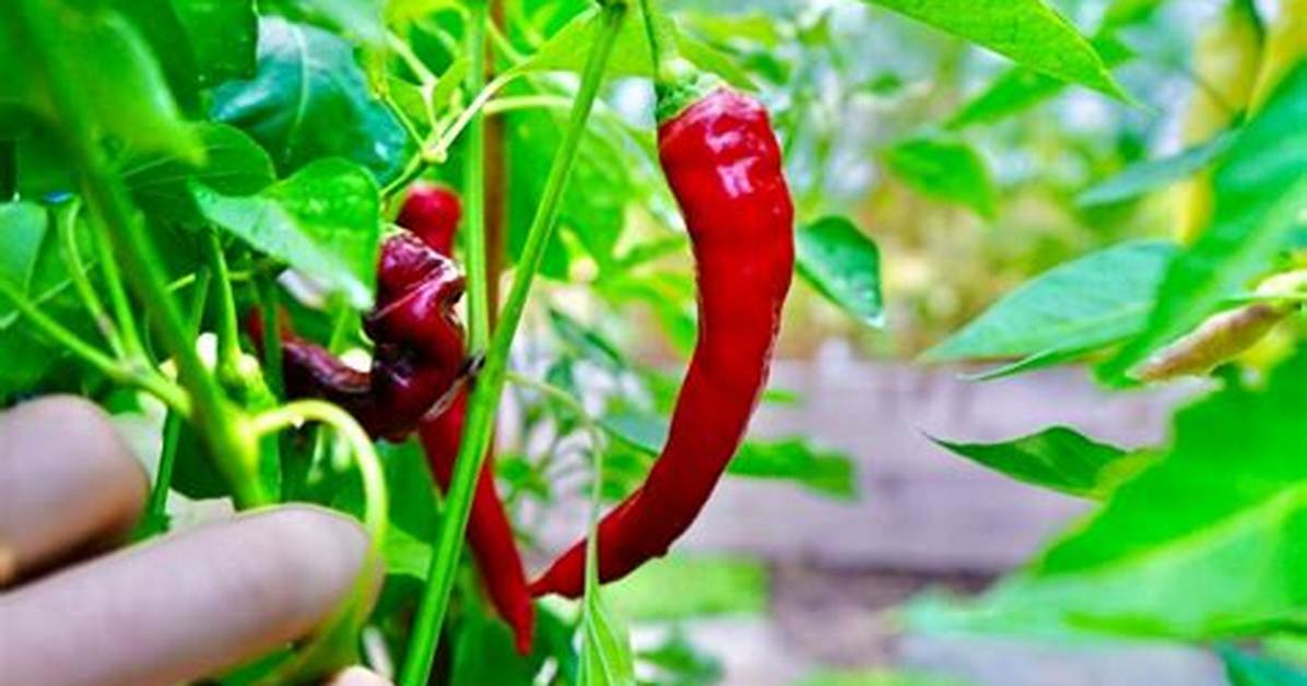 What's the Best Tasting Pepper?