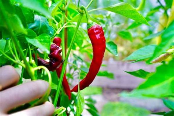 What's the Best Tasting Pepper?