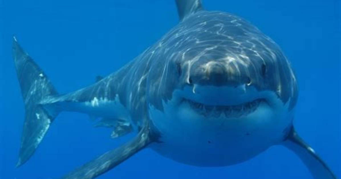 What Time of Year Do Great White Sharks Migrate?
