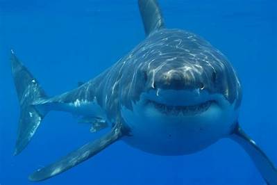What Time of Year Do Great White Sharks Migrate?