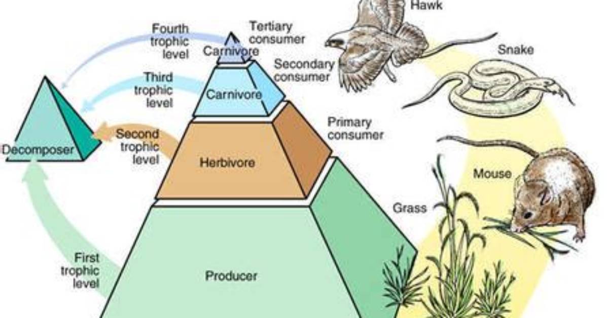 What Trophic Level Is a Venus Fly Trap?
