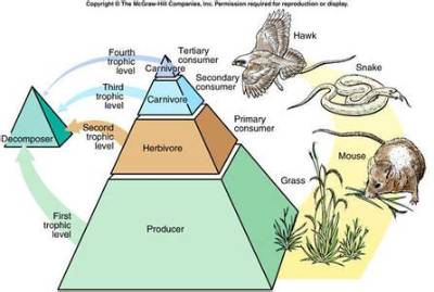 What Trophic Level Is a Venus Fly Trap?