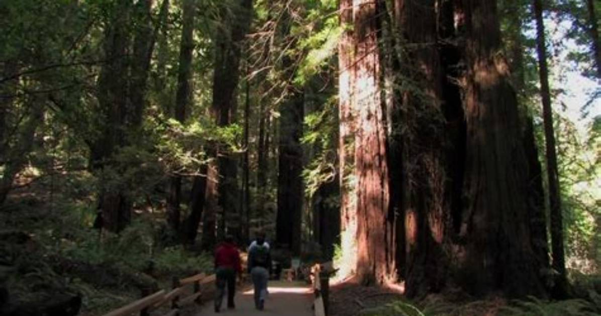 What Was Filmed in Muir Woods?