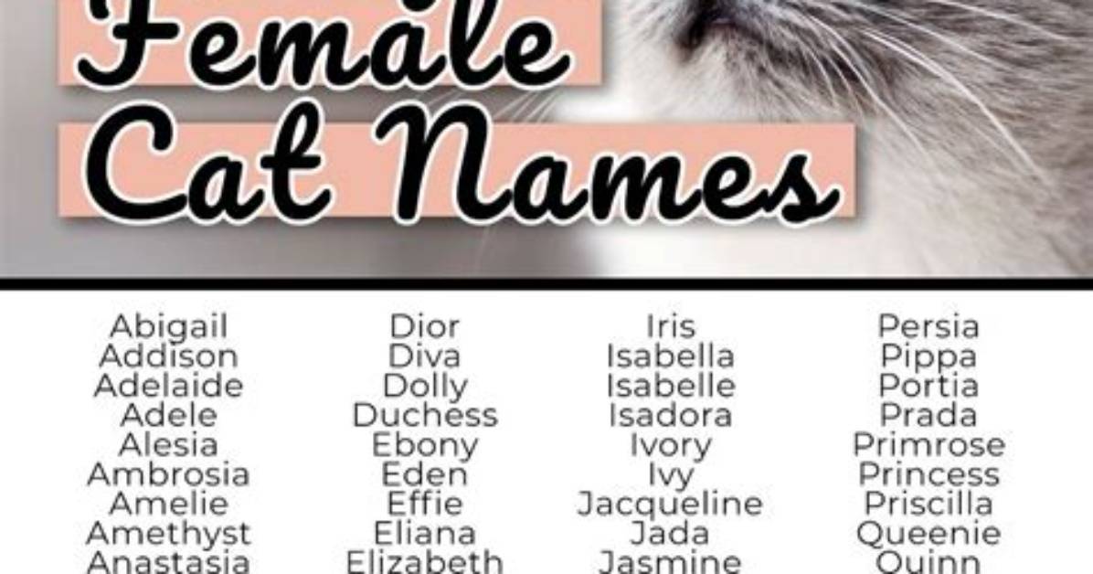 What Was the Name of the Cat in Cinderella?